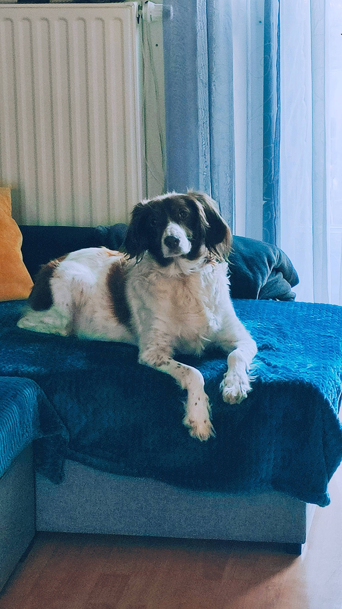 Hyona a rejoint le concours — aidez-le/la à gagner de superbes lots ! blue, bored, canidae, carnivore, comfort, companion_dog, couch, curtain, dog, dog_breed, dog_supply, electric_blue, floor, flooring, fur, moscow_watchdog, room, sporting_group, toy_dog, working_animal