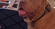 Bullaphant joined the competition — help win amazing prizes! animal, appliance, blender, brown_dog, coffee_maker, collar, countertop, dog, domestic_animal, furniture, happy, indoor, kitchen, pet, pet_portrait, plastic_bottle, spray_bottle, stove, table, tongue_out