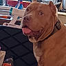 animal, appliance, blender, brown_dog, coffee_maker, collar, countertop, dog, domestic_animal, furniture, happy, indoor, kitchen, pet, pet_portrait, plastic_bottle, spray_bottle, stove, table, tongue_out