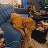 blue_couch, brown_dog, can, carpet, chair, clutter, collar, cord, couch, dog, electronics, furniture, ice_cream, indoor, living_room, messy, pet, relaxed, snack, table
