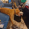 Bullaphant joined the competition — help win amazing prizes! black_box, blue_couch, brown_dog, cables, carpet, chair, clutter, collar, container, couch, curious, dog, electronics, furniture, ice_cream, indoor, living_room, person, pet, vacuum_cleaner