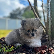 Moon is registered to the contest to win money with this photo: dog, puppy, pomeranian, fluffy, fur, eyes, nose, paws, cute, portrait, closeup, outdoor, grass, rocks, garden, cactus, bokeh, shallow_depth_of_field, pet, small_animal