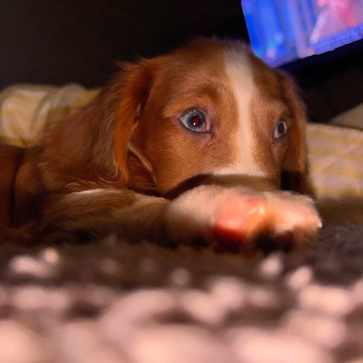 Peaches is registered to the contest to win money with this photo: animal, blurred_background, brown, closeup, dim_light, dog, ears, face, focus, fur, indoor, lying_down, nose, paw, pet, reflection, resting, television, watching, white