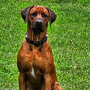 Uros a rejoint le concours — aidez-le/la à gagner de superbes lots ! alert, animal, canine, collar, dog, grass, greenery, looking, mammal, mobile_phone, nature, outdoor, pet, post, rhodesian_ridgeback, screen_capture, sitting, social_media, text, user_interface