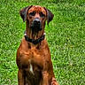alert, animal, canine, collar, dog, grass, greenery, looking, mammal, mobile_phone, nature, outdoor, pet, post, rhodesian_ridgeback, screen_capture, sitting, social_media, text, user_interface
