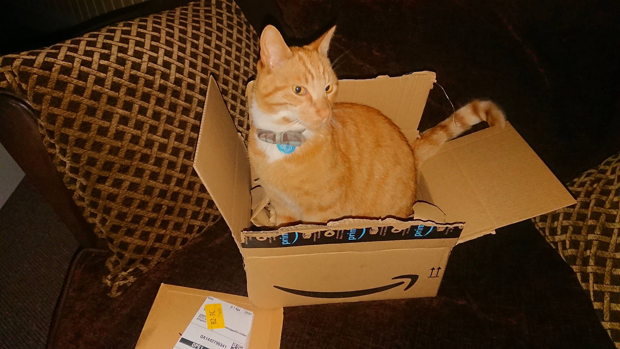 Gucci joined the competition — help win amazing prizes! box, cardboard, carnivore, carton, cat, comfort, couch, domestic_short_haired_cat, fawn, felidae, fur, lap, mammal, packaging_and_labeling, packing_materials, paper_bag, shipping_box, small_to_medium_sized_cats, tail, whiskers