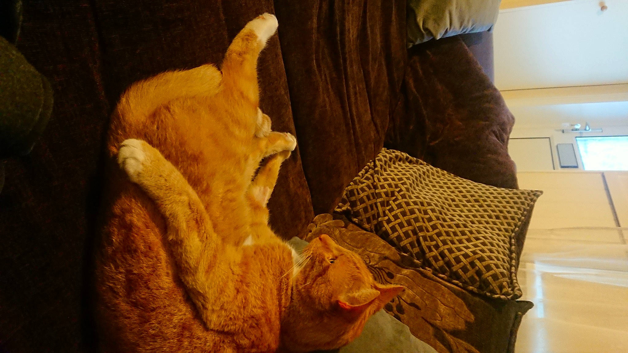 Gucci joined the competition — help win amazing prizes! carnivore, cat, cat_supply, comfort, companion_dog, dog_breed, domestic_short_haired_cat, fawn, felidae, flooring, fur, linens, paw, room, small_to_medium_sized_cats, tail, terrestrial_animal, visual_arts, whiskers, wood