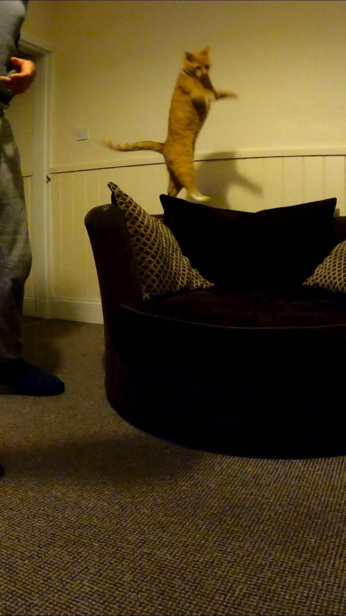 Gucci joined the competition — help win amazing prizes! art, artifact, cat, comfort, domestic_short_haired_cat, felidae, flooring, fur, hardwood, plywood, room, sculpture, small_to_medium_sized_cats, statue, tail, terrestrial_animal, visual_arts, whiskers, wicker, wood