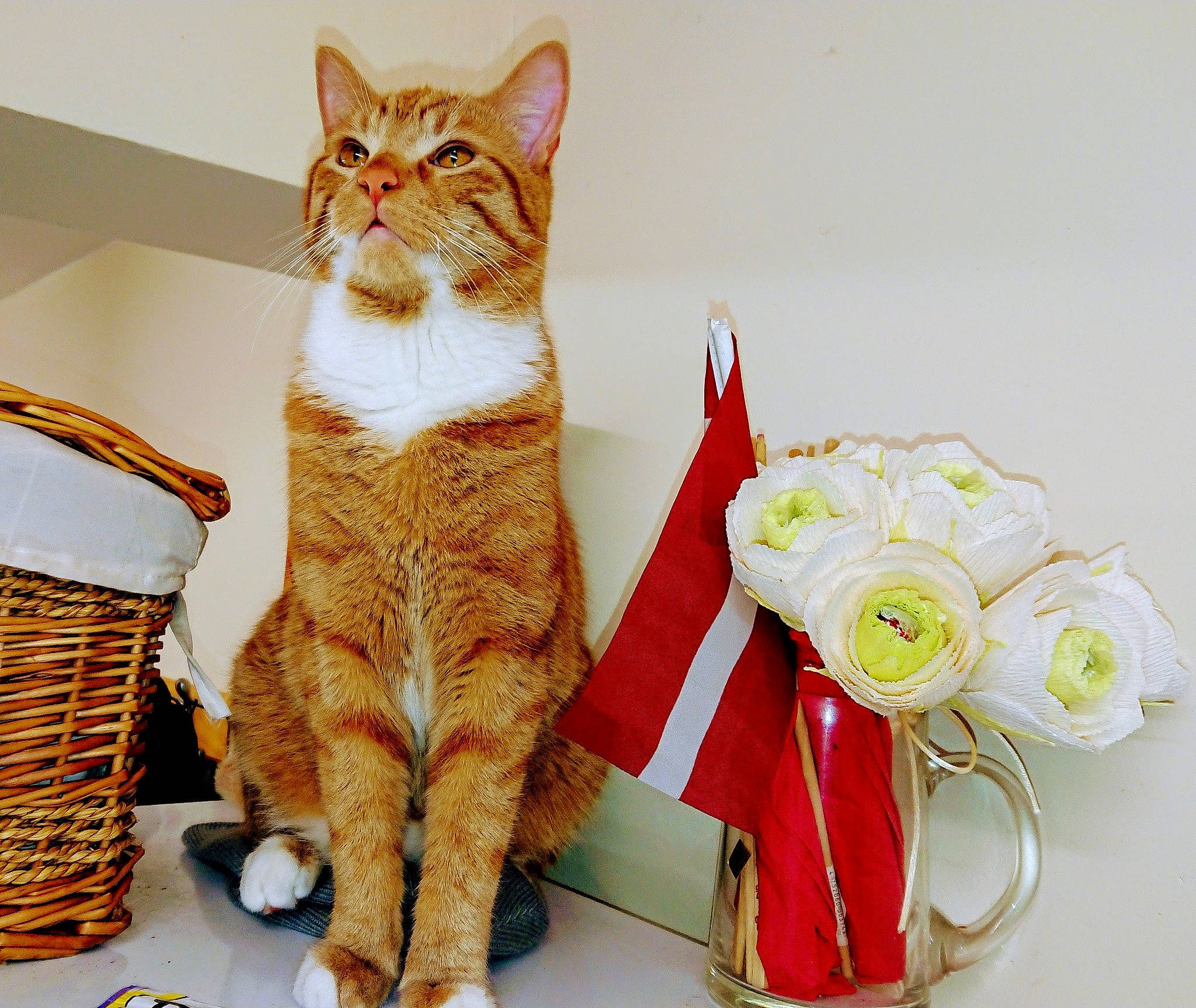 Gucci joined the competition — help win amazing prizes! basket, carnivore, cat, comfort, domestic_short_haired_cat, eye, fashion_accessory, fawn, felidae, flower, fur, peach, picnic_basket, shelf, small_to_medium_sized_cats, storage_basket, tail, whiskers, wood, yellow