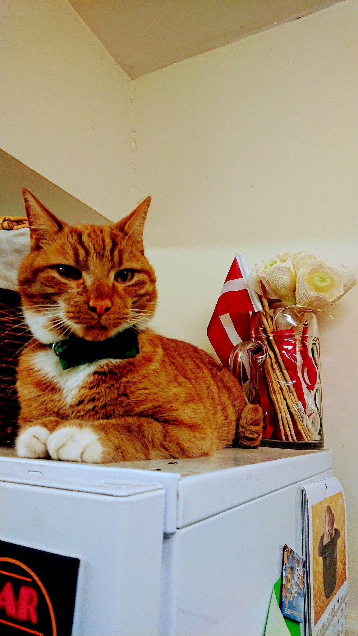 Gucci joined the competition — help win amazing prizes! box, cardboard, carnivore, cat, cat_supply, comfort, domestic_short_haired_cat, fawn, felidae, fur, household_supply, paper, paper_product, paw, pet_supply, room, sitting, small_to_medium_sized_cats, tail, whiskers