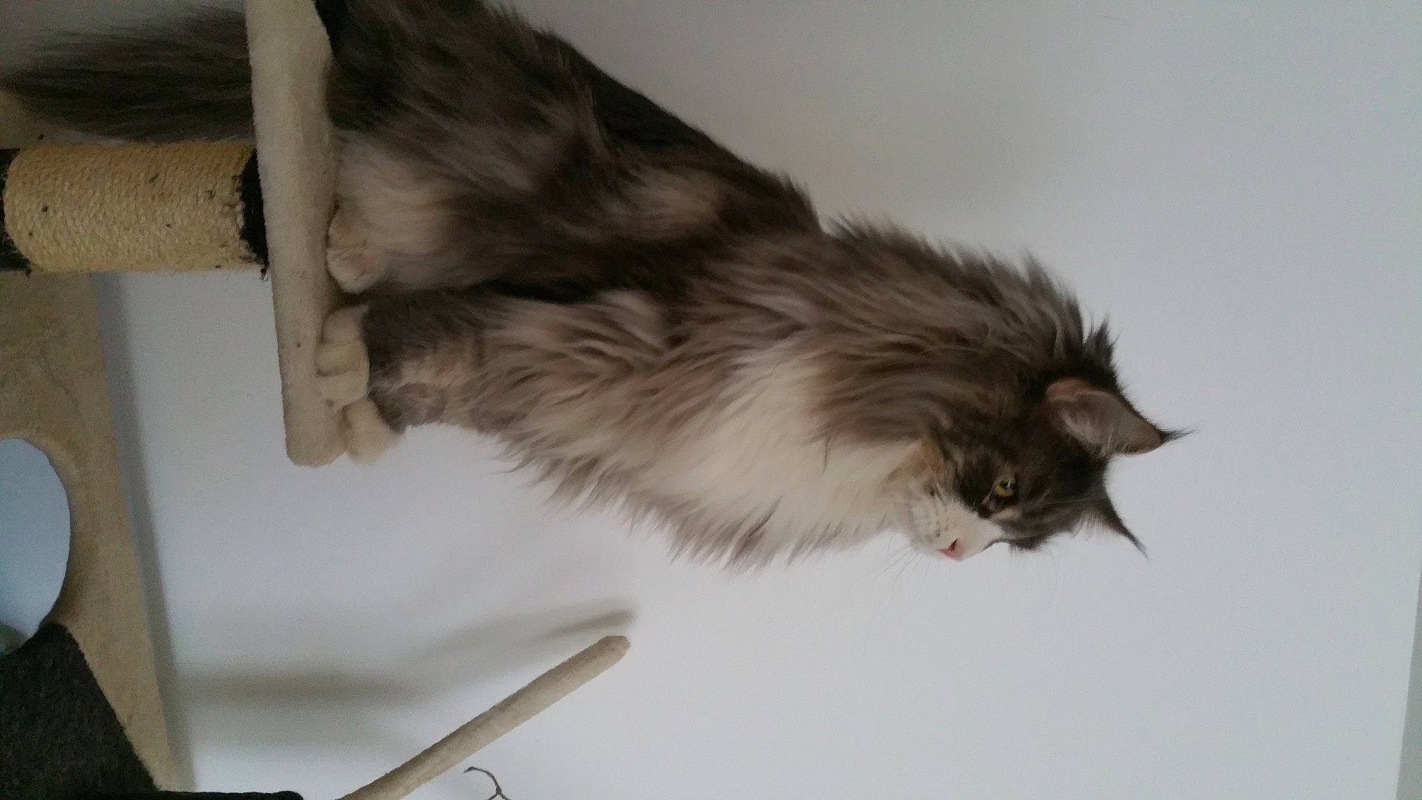 Loulou participe au concours pour gagner de l'argent avec cette photo : british_longhair, carnivore, cat, fawn, felidae, fur, maine_coon, paw, small_to_medium_sized_cats, tail, terrestrial_animal, whiskers