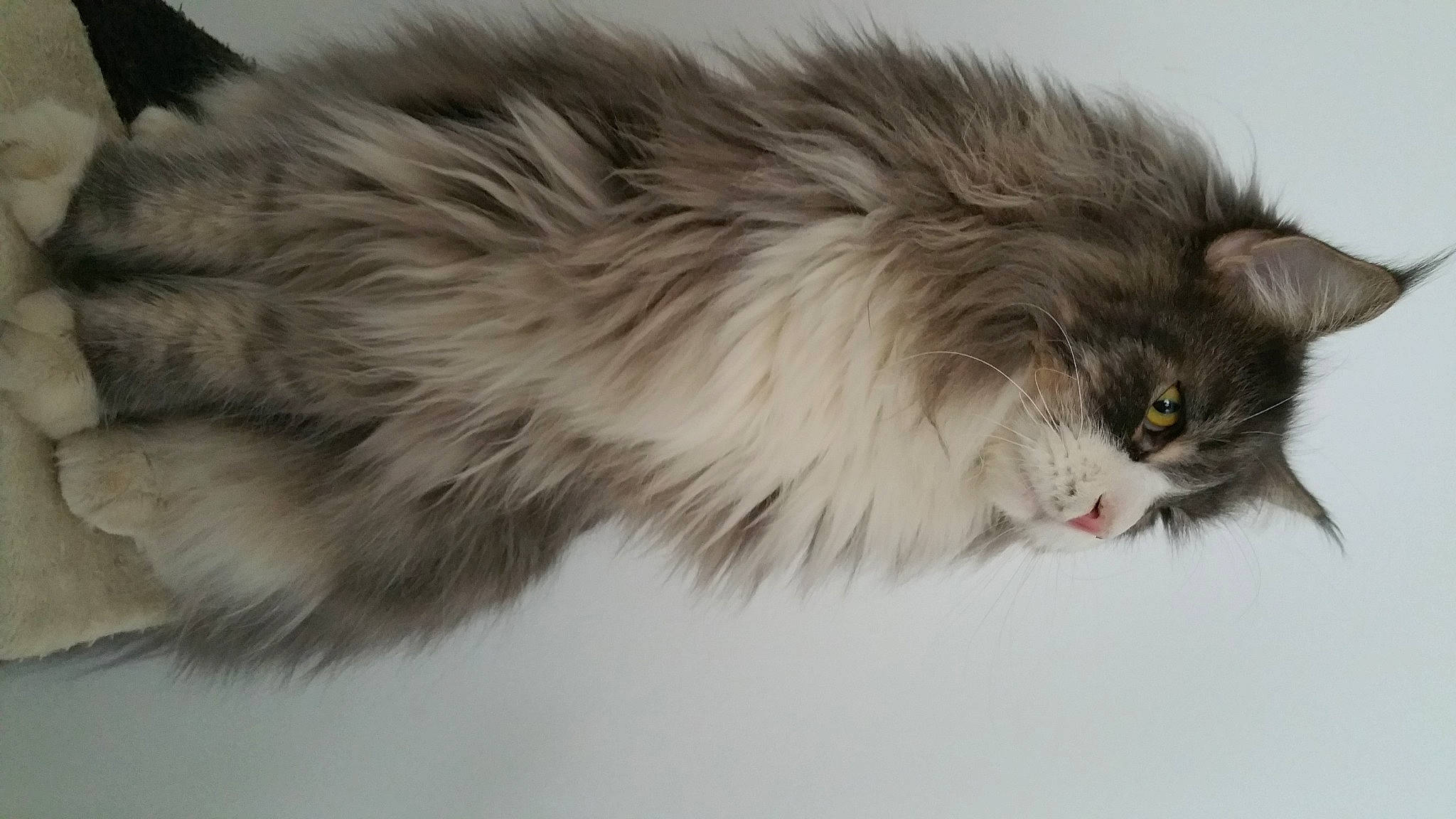 Loulou participe au concours pour gagner de l'argent avec cette photo : british_longhair, carnivore, cat, event, fawn, felidae, fur, paw, persian, small_to_medium_sized_cats, snout, tail, terrestrial_animal, whiskers