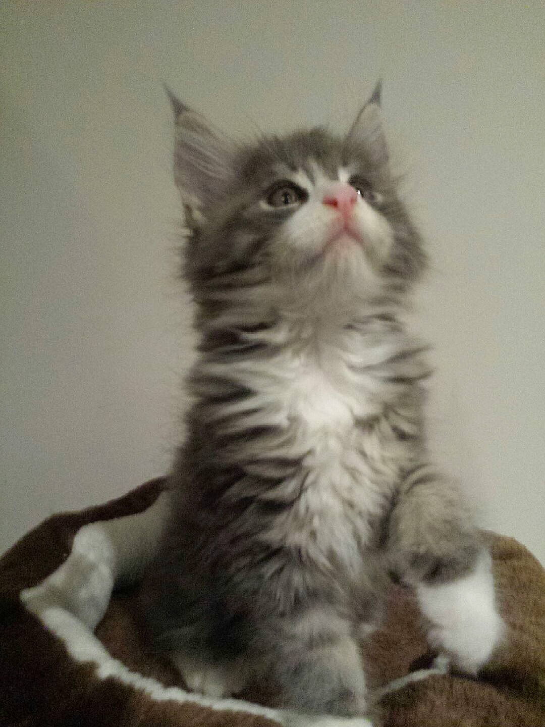 Loulou participe au concours pour gagner de l'argent avec cette photo : british_longhair, carnivore, cat, claw, domestic_short_haired_cat, felidae, fur, maine_coon, norwegian_forest_cat, paw, small_to_medium_sized_cats, snout, tail, terrestrial_animal, whiskers, window