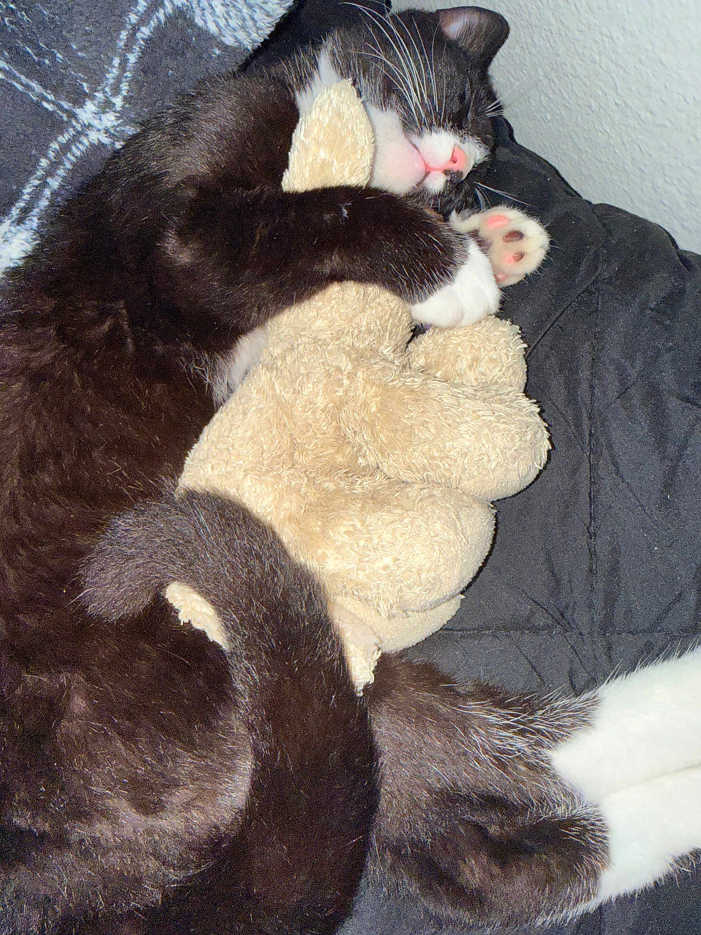 Kylian is registered to the contest to win money with this photo: cat, black_and_white, stuffed_animal, hugging, sleeping, cozy, blanket, indoor, cute, pet, feline, paws, whiskers, tail, soft_toy, resting, close_up, fur, relaxed, domestic_animal