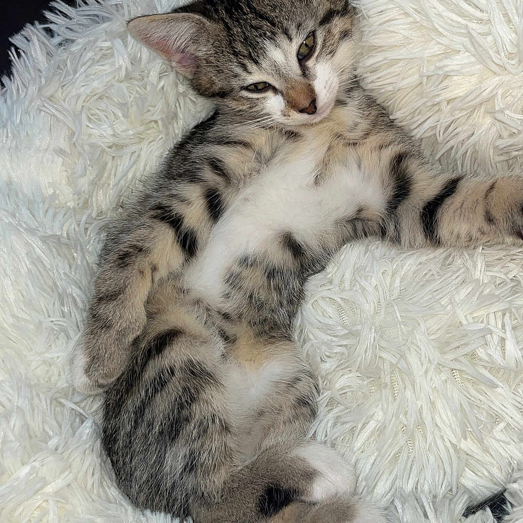 Alma participe au concours pour gagner de l'argent avec cette photo : animal, cat, cozy, cute, domestic_cat, ears, feline, fluffy, fur, indoors, kitten, paws, pet, relaxed, resting, sleepy, small, soft_texture, tabby, white_blanket