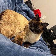 Loki joined the competition — help win amazing prizes! animal, blanket, blue_blanket, cat, cozy, cute, ears, eyes, face, feline, fur, home, indoor, pet, relaxing, resting, room, siamese_cat, soft_texture, whiskers