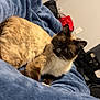 animal, blanket, blue_blanket, cat, cozy, cute, ears, eyes, face, feline, fur, home, indoor, pet, relaxing, resting, room, siamese_cat, soft_texture, whiskers
