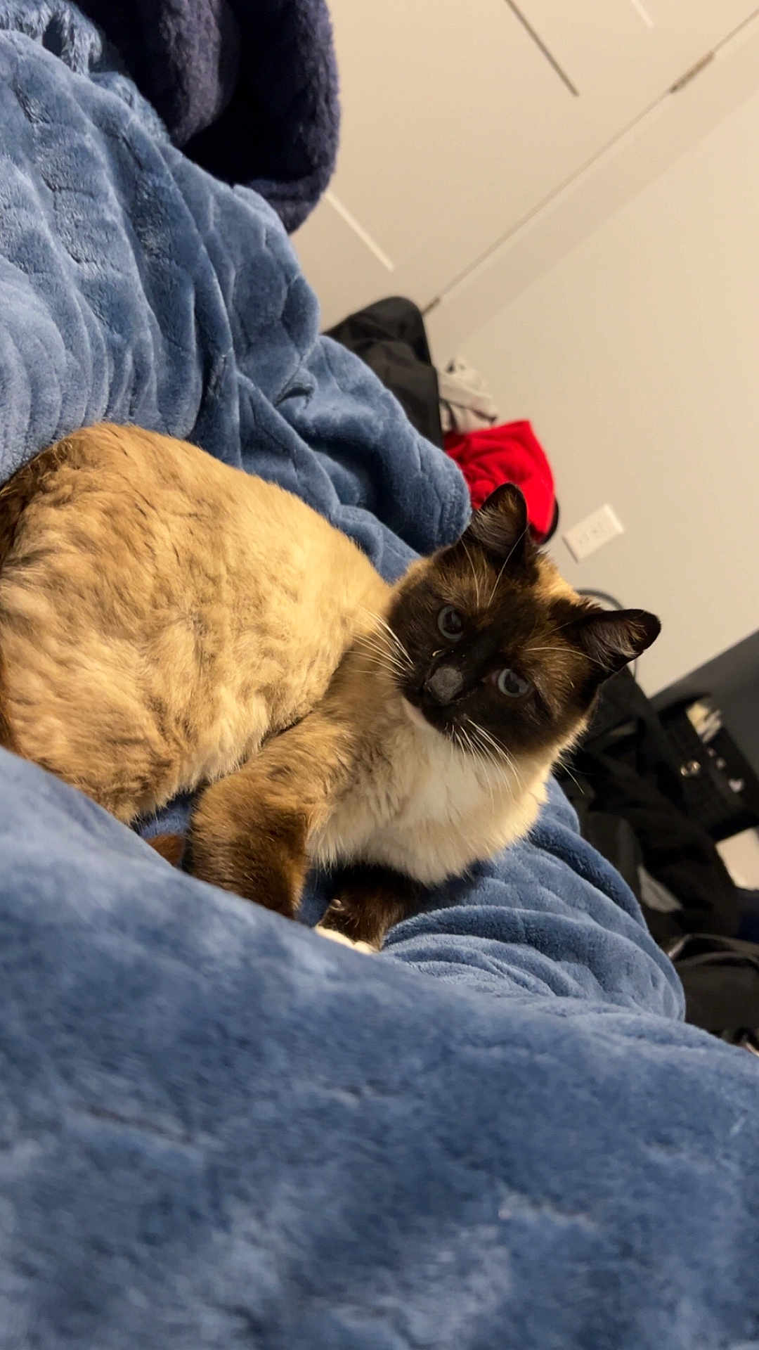 Loki