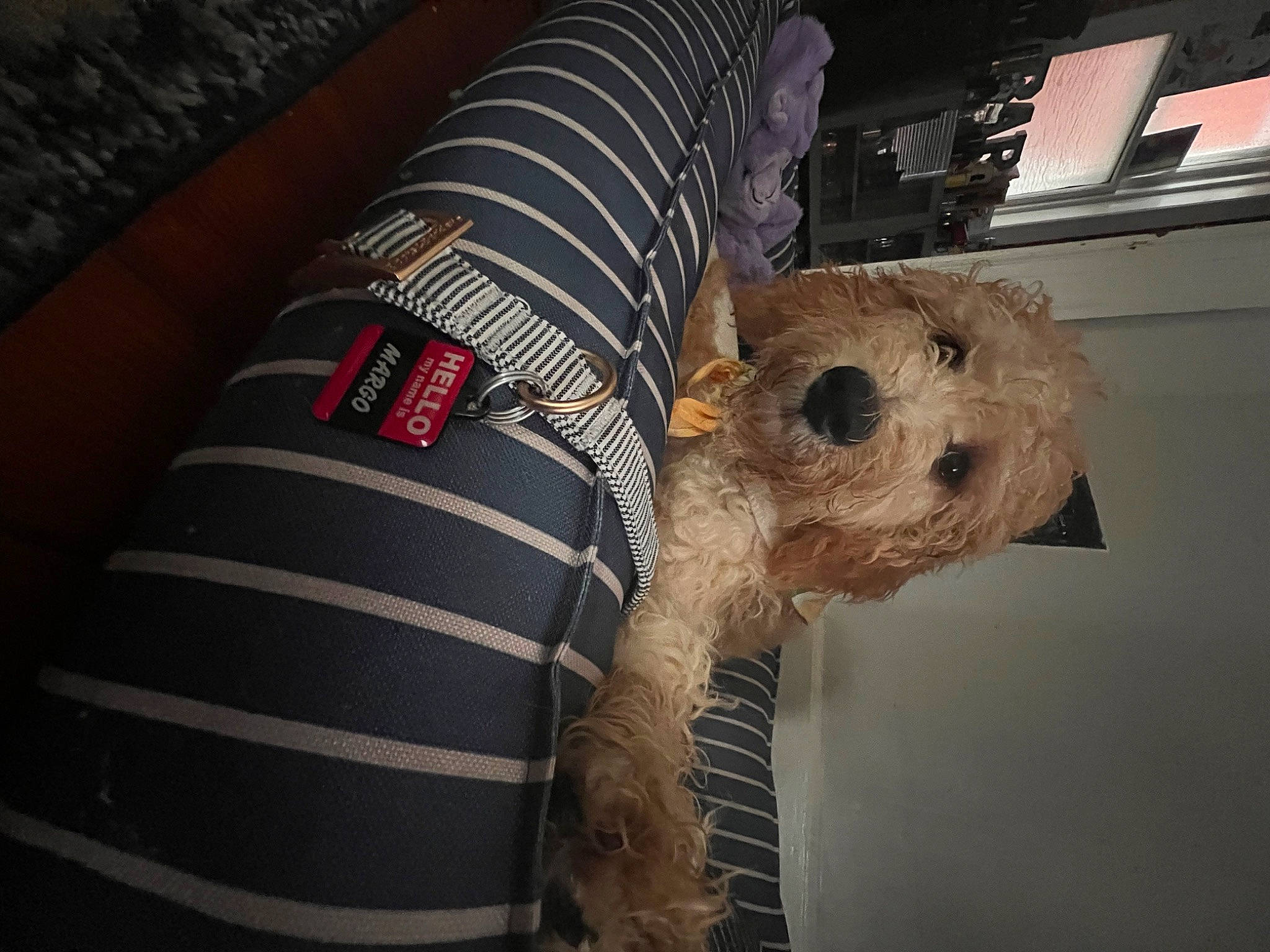 Margo joined the competition — help win amazing prizes! carnivore, comfort, companion_dog, dog, dog_breed, dog_clothes, fashion_accessory, headgear, human_leg, linens, pattern, personal_protective_equipment, plaid, sleeve, snout, stuffed_toy, t_shirt, thigh, toy_dog, wrist