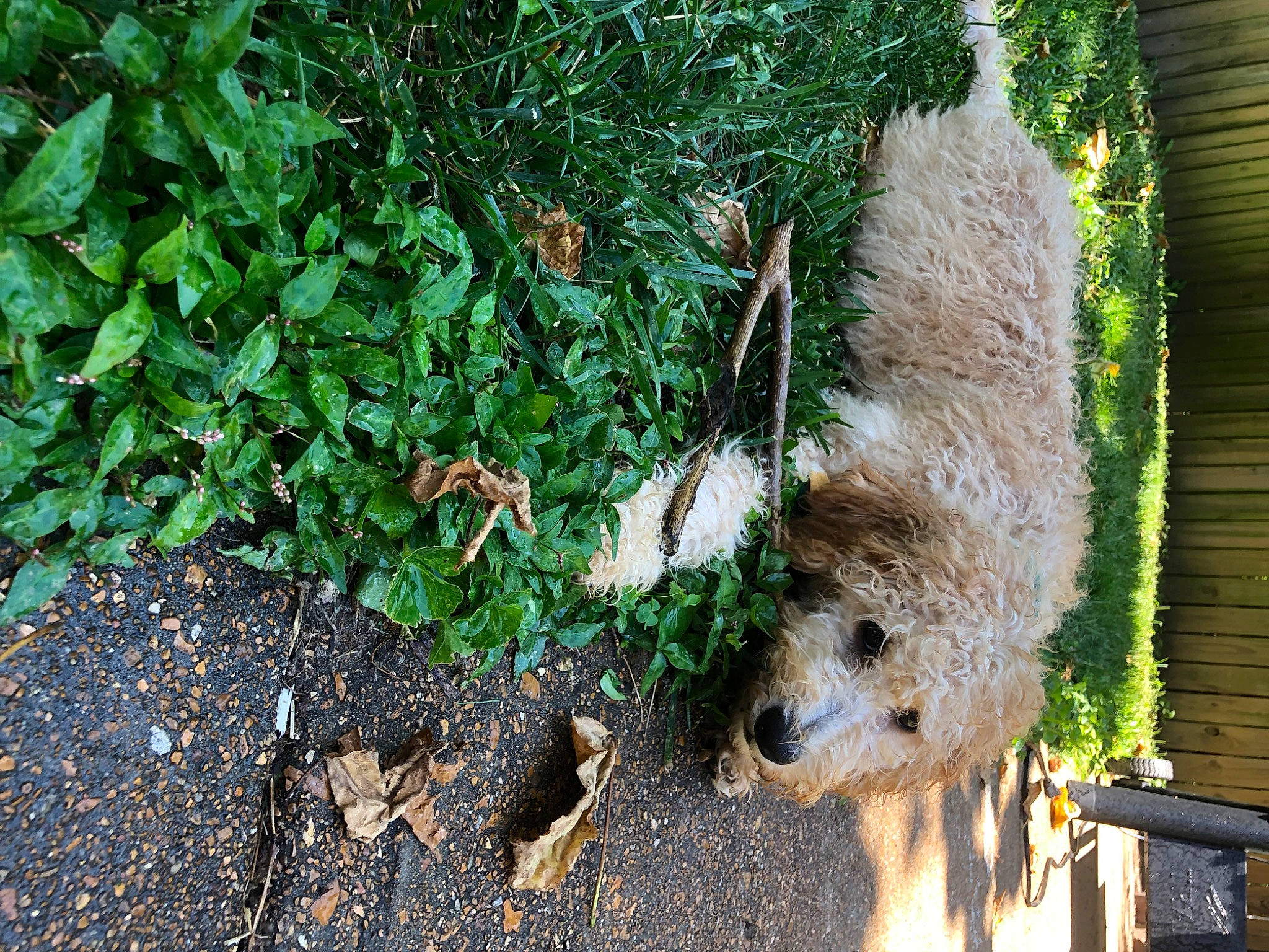Margo is registered to the contest to win money with this photo: erinaceidae, fur, garden, grass, groundcover, marsupial, plant, rodent, shrub, soil, tableware, tail, terrestrial_animal, tree, trunk, whiskers, wildlife, wombat, wood