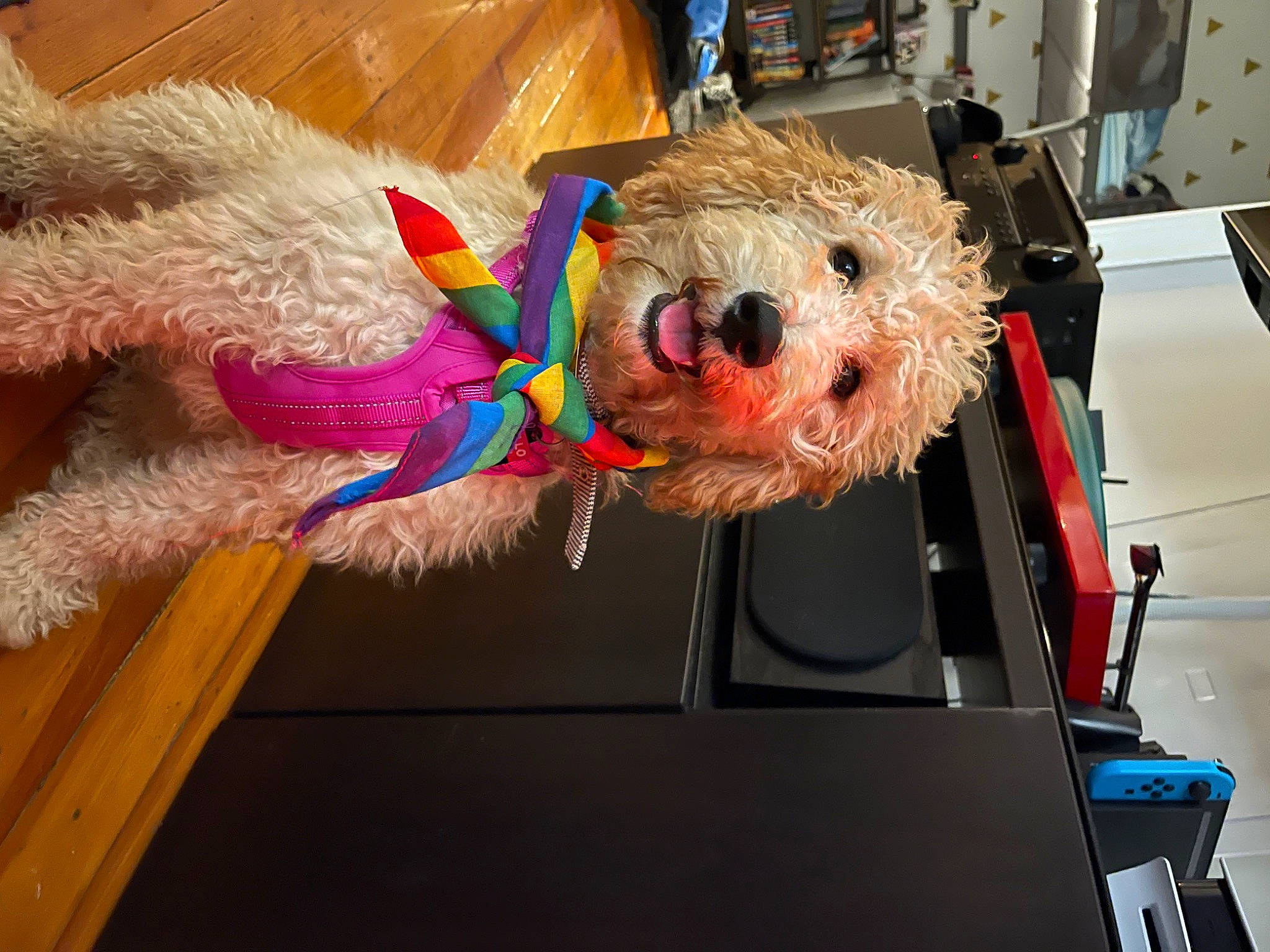 Margo is registered to the contest to win money with this photo: baby_toys, car, costume, event, fun, fur, party_supply, plush, room, stuffed_toy, toy