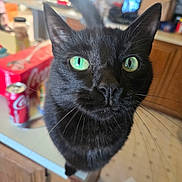 Miss Black joined the competition — help win amazing prizes! black_cat, cat, green_eyes, close_up, kitchen, counter, coca_cola, can, blurred_background, domestic_animal, whiskers, curious, pet, indoor, feline, wooden_cabinet, floor, household, portrait, animal