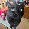 black_cat, cat, green_eyes, close_up, kitchen, counter, coca_cola, can, blurred_background, domestic_animal, whiskers, curious, pet, indoor, feline, wooden_cabinet, floor, household, portrait, animal