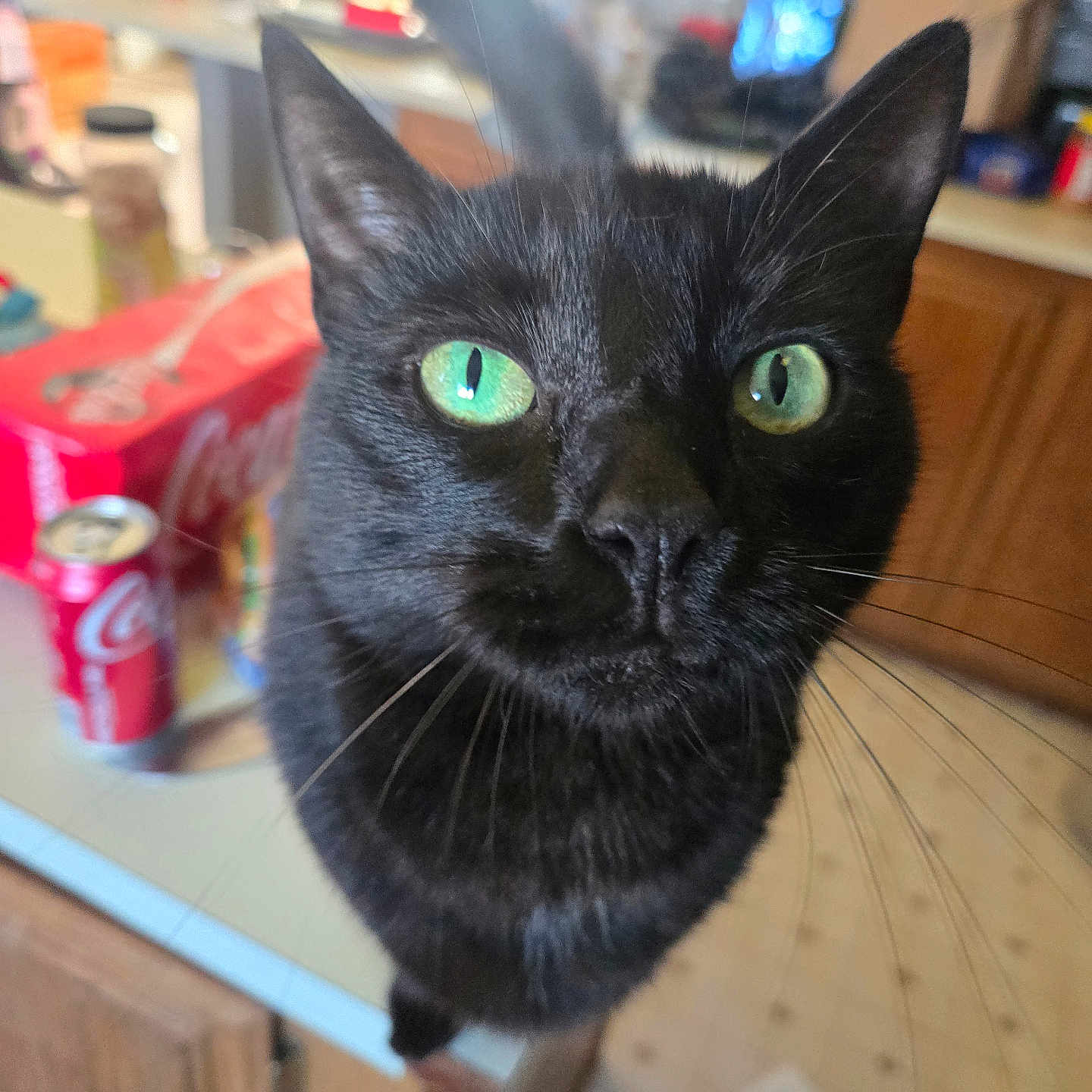 Miss Black joined the competition — help win amazing prizes! black_cat, cat, green_eyes, close_up, kitchen, counter, coca_cola, can, blurred_background, domestic_animal, whiskers, curious, pet, indoor, feline, wooden_cabinet, floor, household, portrait, animal