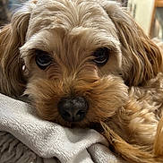 Bear Bear joined the competition — help win amazing prizes! dog, small_dog, fluffy, long_hair, tan_fur, brown_fur, close_up, portrait, pet, sleepy, resting, lying_down, blanket, indoor, home, face, eyes, nose, whiskers, cozy