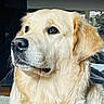 animal, canine, close_up, dog, domestic_animal, face, framed_photos, fur, furry, golden_retriever, home_decor, indoor, light, looking_away, nose, pet, photograph, portrait, sitting, table