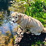 Artemisia a rejoint le concours — aidez-le/la à gagner de superbes lots ! animal, canine, daytime, dog, golden_retriever, grass, greenery, happy, leafy, nature, outdoor, park, pet, pond, reflection, sitting, summer, sunlight, sunny, water