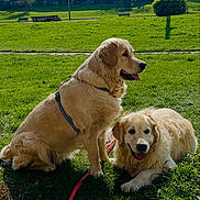 Artemisia a rejoint le concours — aidez-le/la à gagner de superbes lots ! animal, canine, companion, daytime, dog, friendly, fur, golden_retriever, grass, happy, leash, mammal, nature, outdoor, park, pet, playful, resting, summer, sunny