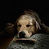 Artemisia a rejoint le concours — aidez-le/la à gagner de superbes lots ! animal, black_background, bone, brown, canine, closeup, companion, cozy, dog, fur, golden_retriever, indoor, peaceful, pet, quiet, relaxed, resting, rug, sleeping, toy
