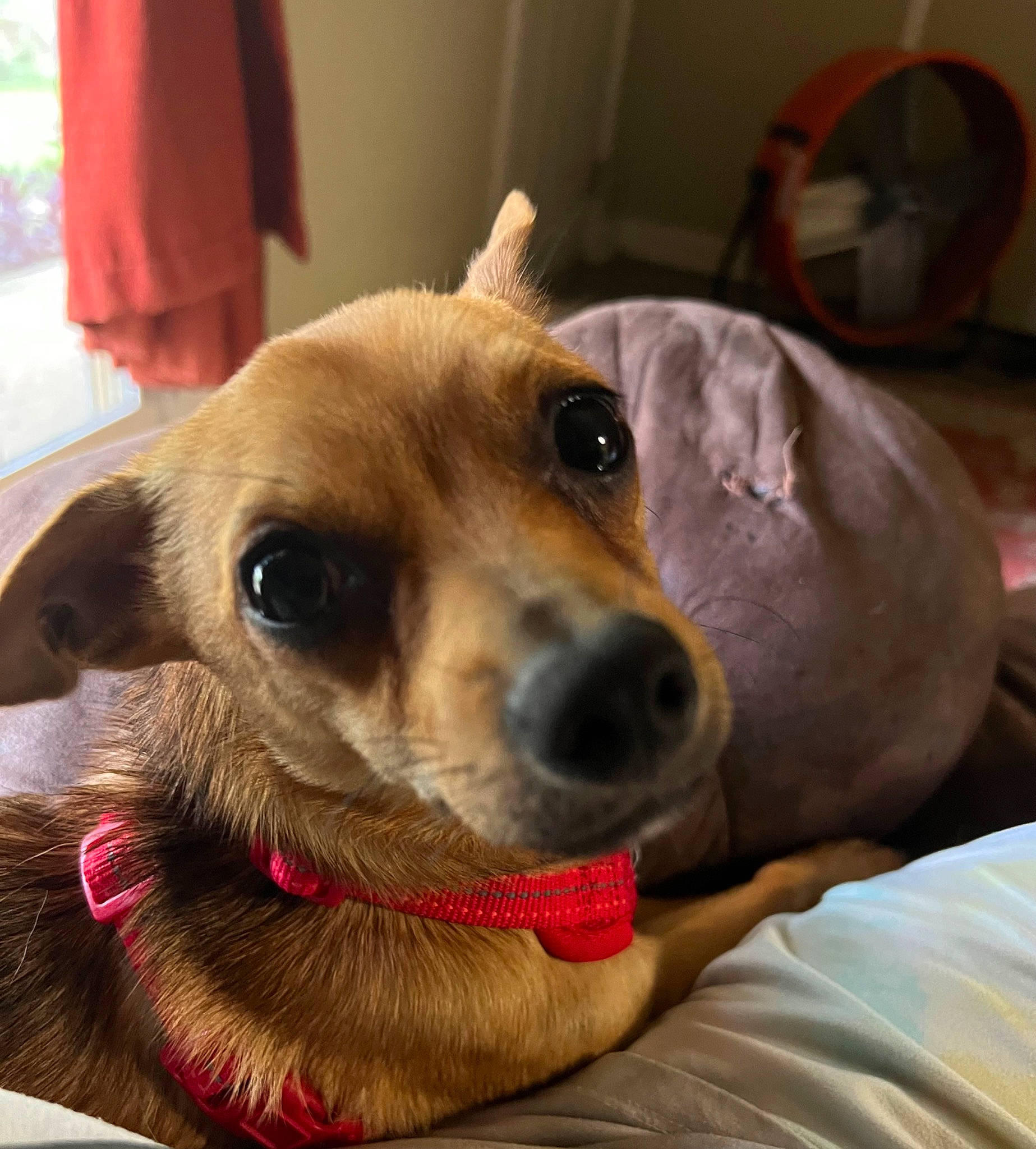 Diego joined the competition — help win amazing prizes! canidae, carnivore, collar, companion_dog, dog, dog_breed, dog_collar, dog_supply, ear, eyewear, fawn, jaw, leash, pet_supply, selfie, snout, sporting_group, vision_care, whiskers, working_animal