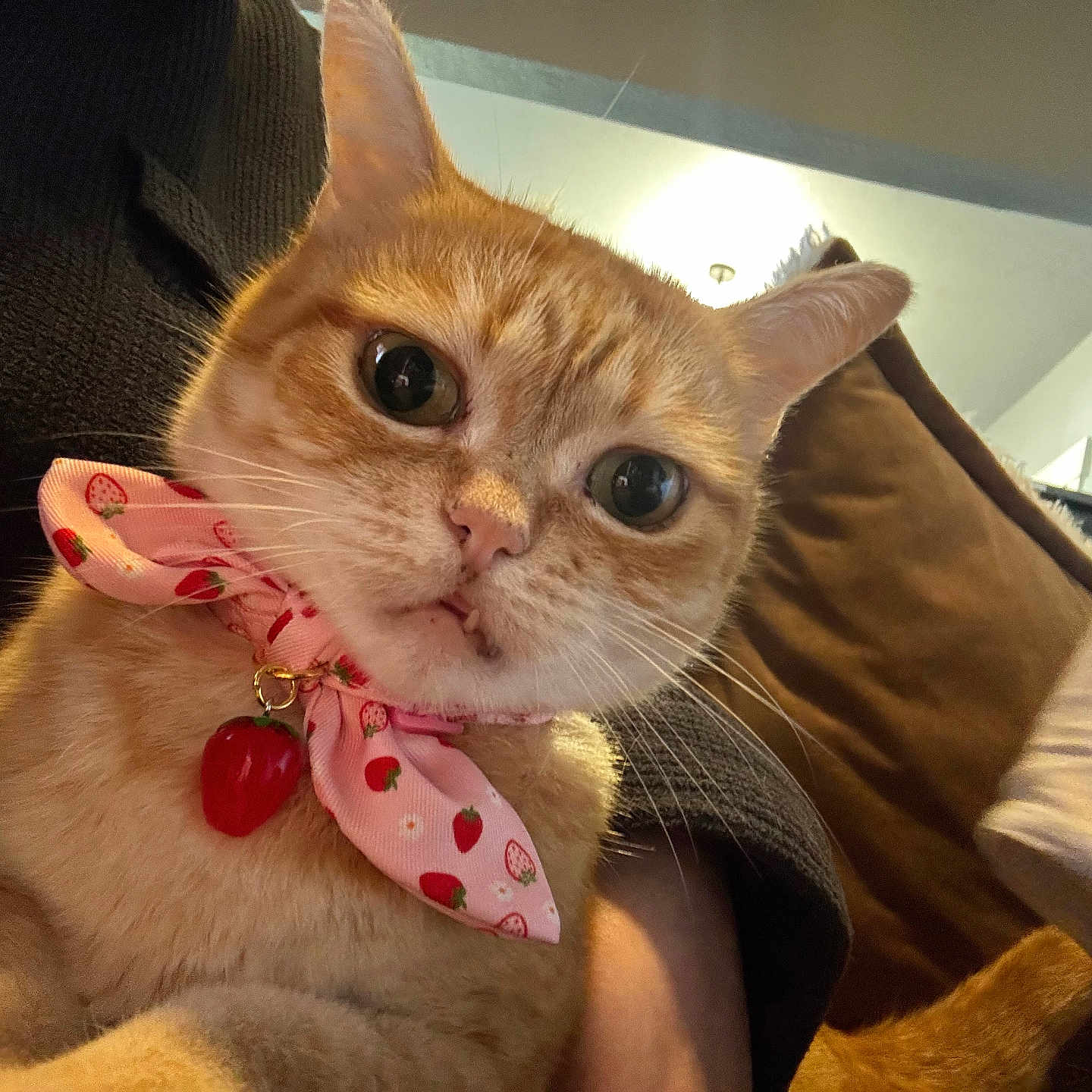 Laysanna joined the competition — help win amazing prizes! abyssinian, accessories, animal, cat, chair, collar, couch, cushion, earring, formalwear, furniture, homedecor, jewelry, kitten, linen, manx, necklace, pet, strap, tie