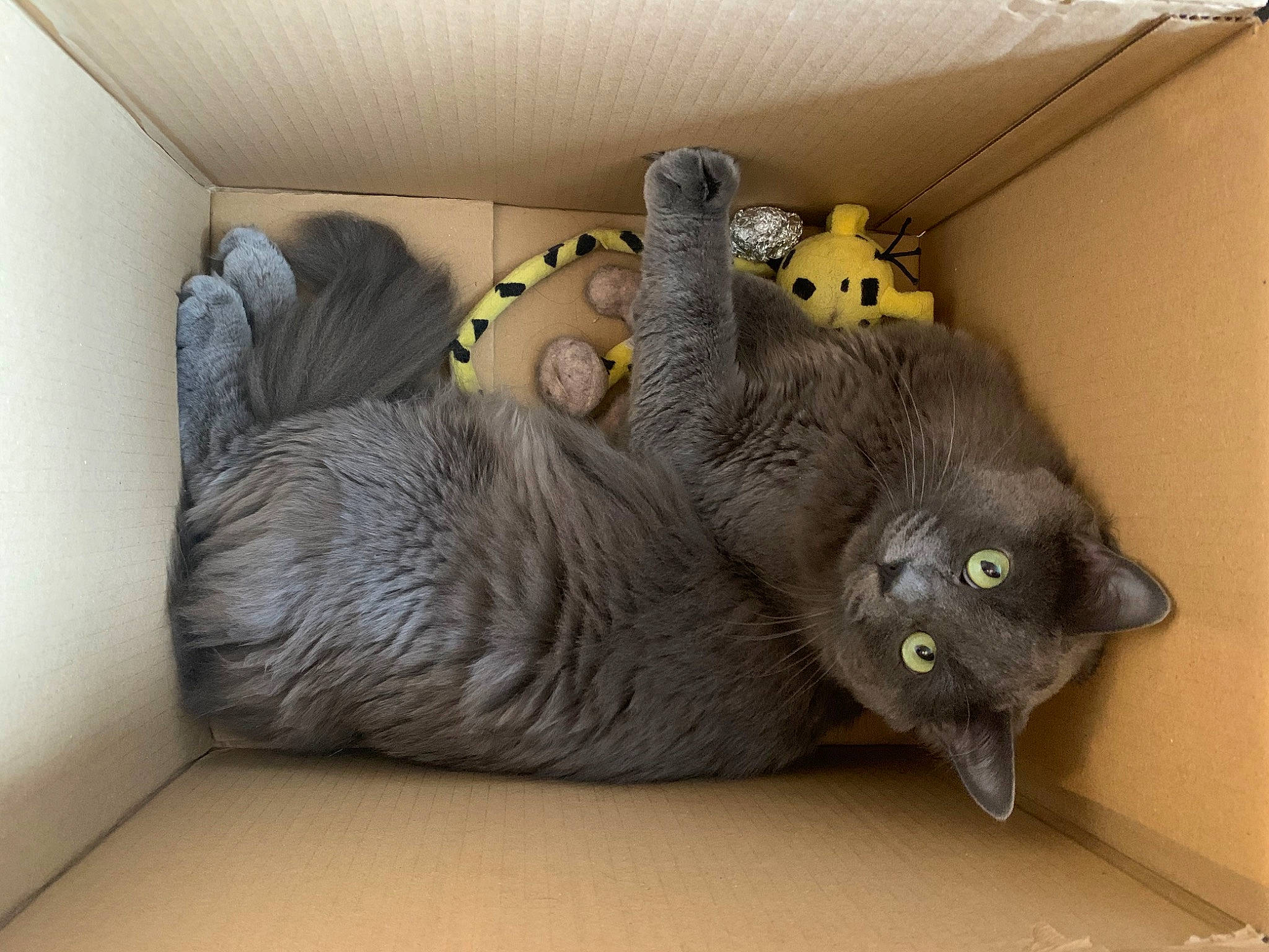 Roméo Bourreau Des Coeurs a rejoint le concours — aidez-le/la à gagner de superbes lots ! black_cat, carnivore, cat, cat_furniture, cat_supply, cat_toy, chair, chartreux, claw, comfort, couch, domestic_short_haired_cat, felidae, fur, grey, paw, room, small_to_medium_sized_cats, tail, whiskers