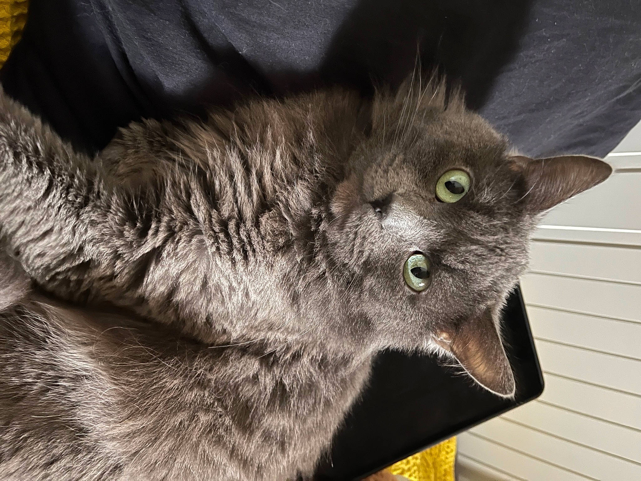 Roméo Bourreau Des Coeurs a rejoint le concours — aidez-le/la à gagner de superbes lots ! black_cat, carnivore, cat, claw, domestic_short_haired_cat, eye, felidae, fur, grey, russian_blue, small_to_medium_sized_cats, snout, tail, terrestrial_animal, whiskers, wildlife