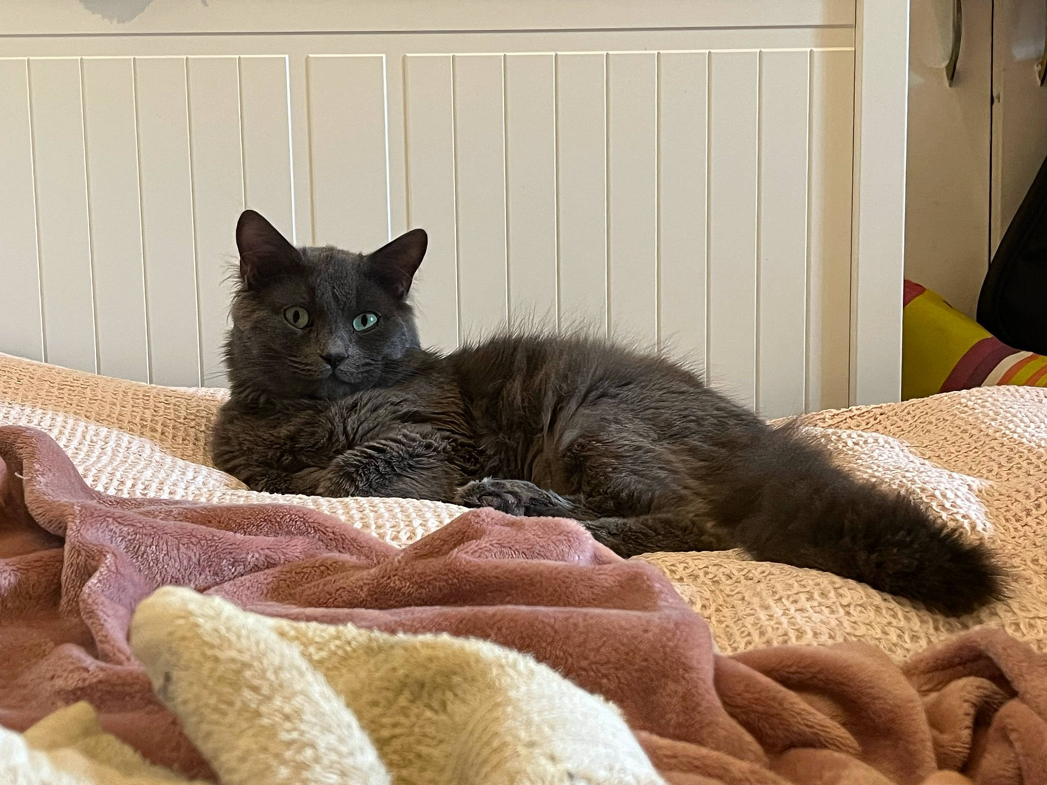 Roméo Bourreau Des Coeurs participe au concours pour gagner de l'argent avec cette photo : black_cat, carnivore, cat, cat_supply, comfort, couch, domestic_short_haired_cat, fawn, felidae, fur, grey, linens, living_room, mammal, small_to_medium_sized_cats, snout, studio_couch, tail, whiskers, window