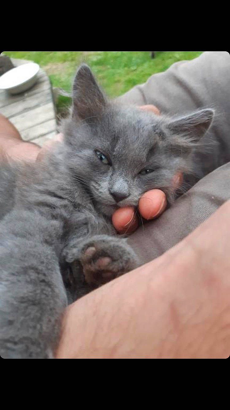 Roméo Bourreau Des Coeurs a rejoint le concours — aidez-le/la à gagner de superbes lots ! carnivore, cat, claw, comfort, domestic_short_haired_cat, ear, felidae, finger, fur, gesture, grey, nap, paw, russian_blue, sitting, small_to_medium_sized_cats, snout, tail, whiskers