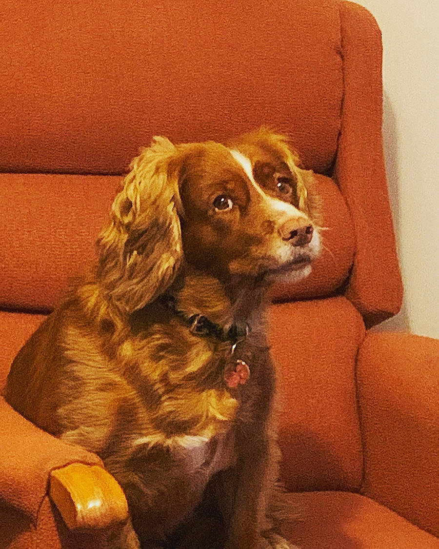 Bell is registered to the contest to win money with this photo: canidae, carnivore, cocker_spaniel, companion_dog, couch, dog, dog_breed, door, fur, gun_dog, liver, retriever, snout, spaniel, sporting_group, working_animal