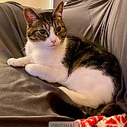 Claire joined the competition — help win amazing prizes! cat, tabby, white_fur, sitting, alert, indoor, pet, animal, feline, resting, soft_fur, close_up, cozy, gray_fabric, blanket, curious, whiskers, ears, tail, cute