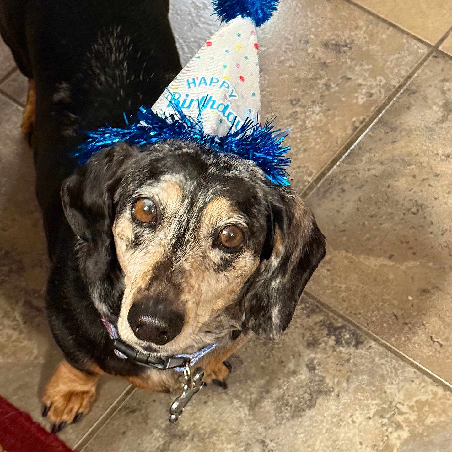 Bruno Mars joined the competition — help win amazing prizes! adorable, animal, birthday_hat, black_fur, brown_eyes, canine, celebration, collar, companion, cute, dog, festive, floor, home, indoor, looking_up, party_hat, pet, tan_paws, tile_floor