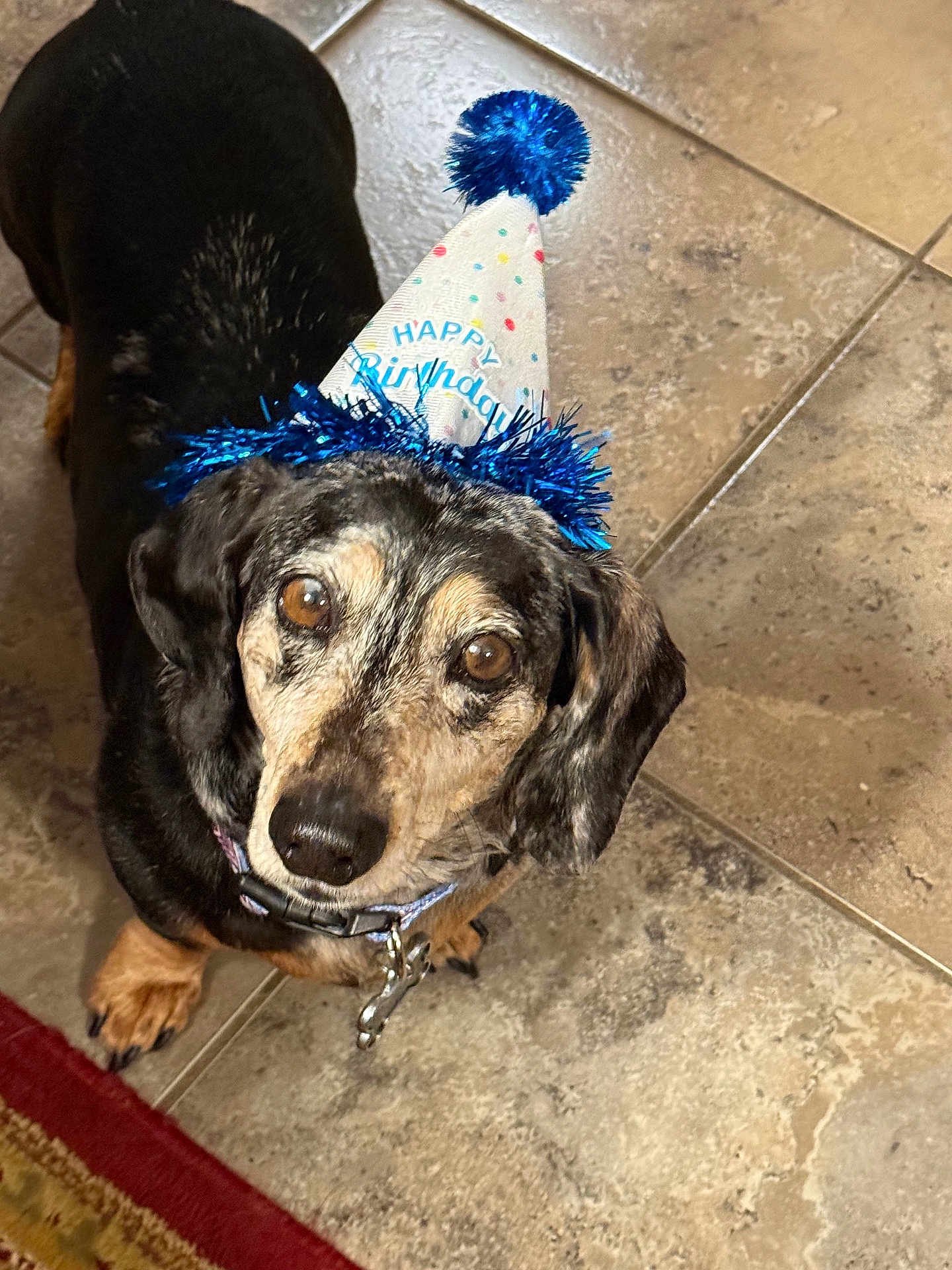 Bruno Mars joined the competition — help win amazing prizes! dog, birthday_hat, tile_floor, brown_eyes, black_fur, tan_paws, collar, indoor, pet, celebration, festive, looking_up, canine, animal, companion, adorable, cute, party_hat, home, floor