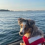 dog, boat, water, life_jacket, blue_eyes, outdoor, canine, sky, nature, pet, animal, sea, calm, summer, sunlight, leash, shoreline, adventure, portrait, travel
