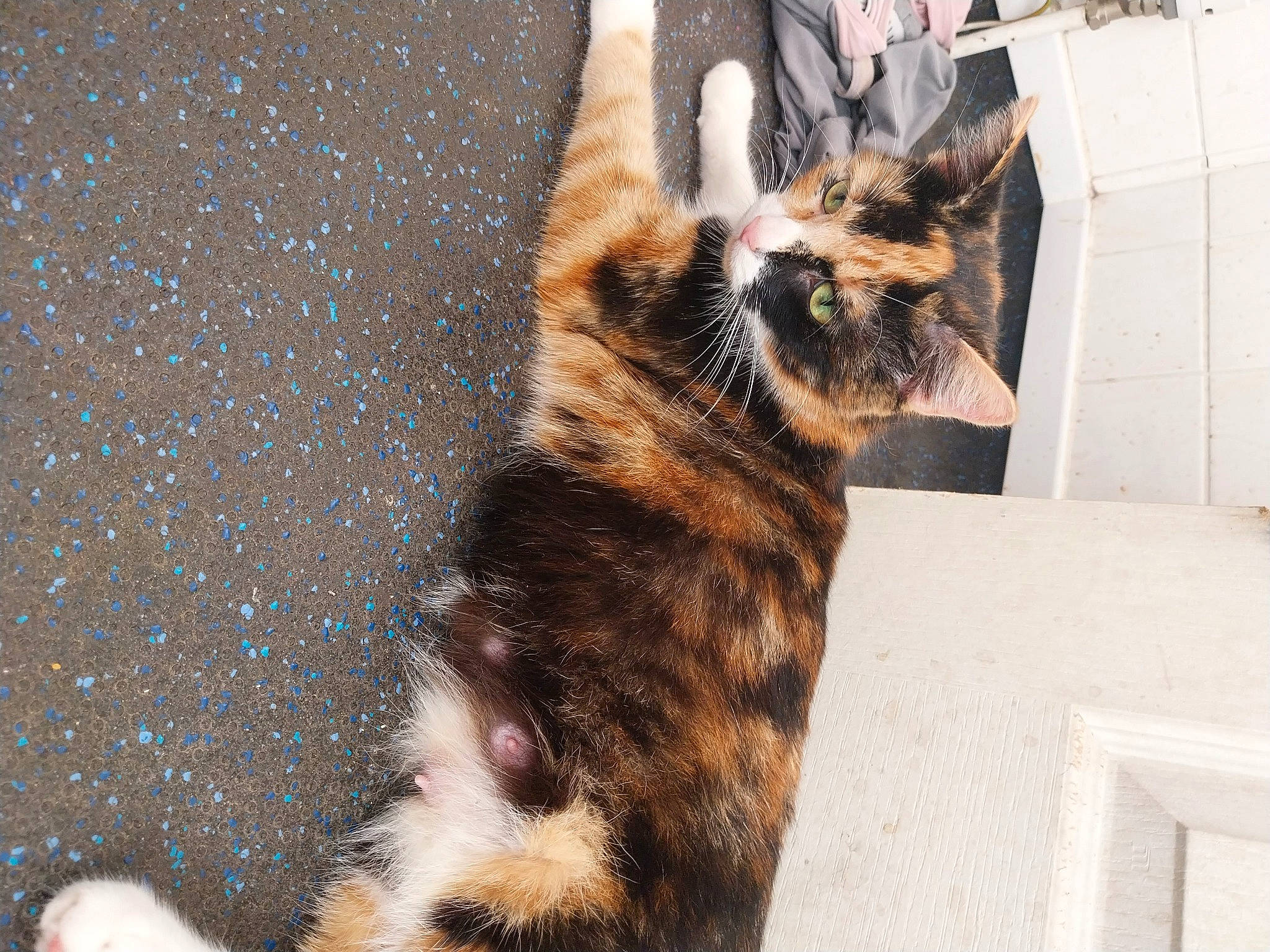 Darcey is registered to the contest to win money with this photo: canidae, carnivore, cat, claw, dog_breed, domestic_short_haired_cat, felidae, fur, paw, small_to_medium_sized_cats, snout, tail, terrestrial_animal, whiskers, wildlife, window