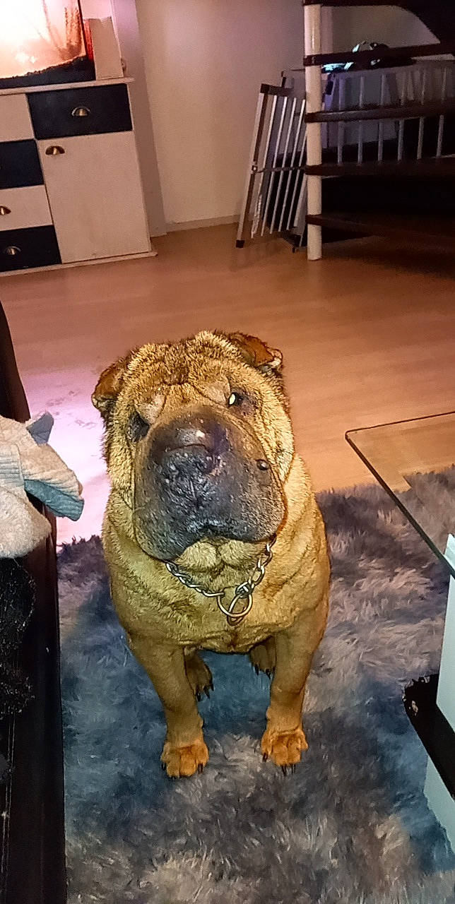 Laly participe au concours pour gagner de l'argent avec cette photo : ancient_dog_breeds, cabinetry, carnivore, chest_of_drawers, companion_dog, cupboard, dog, dog_breed, drawer, fawn, filing_cabinet, floor, flooring, fur, ori_pei, shar_pei, snout, sporting_group, wood, wood_stain