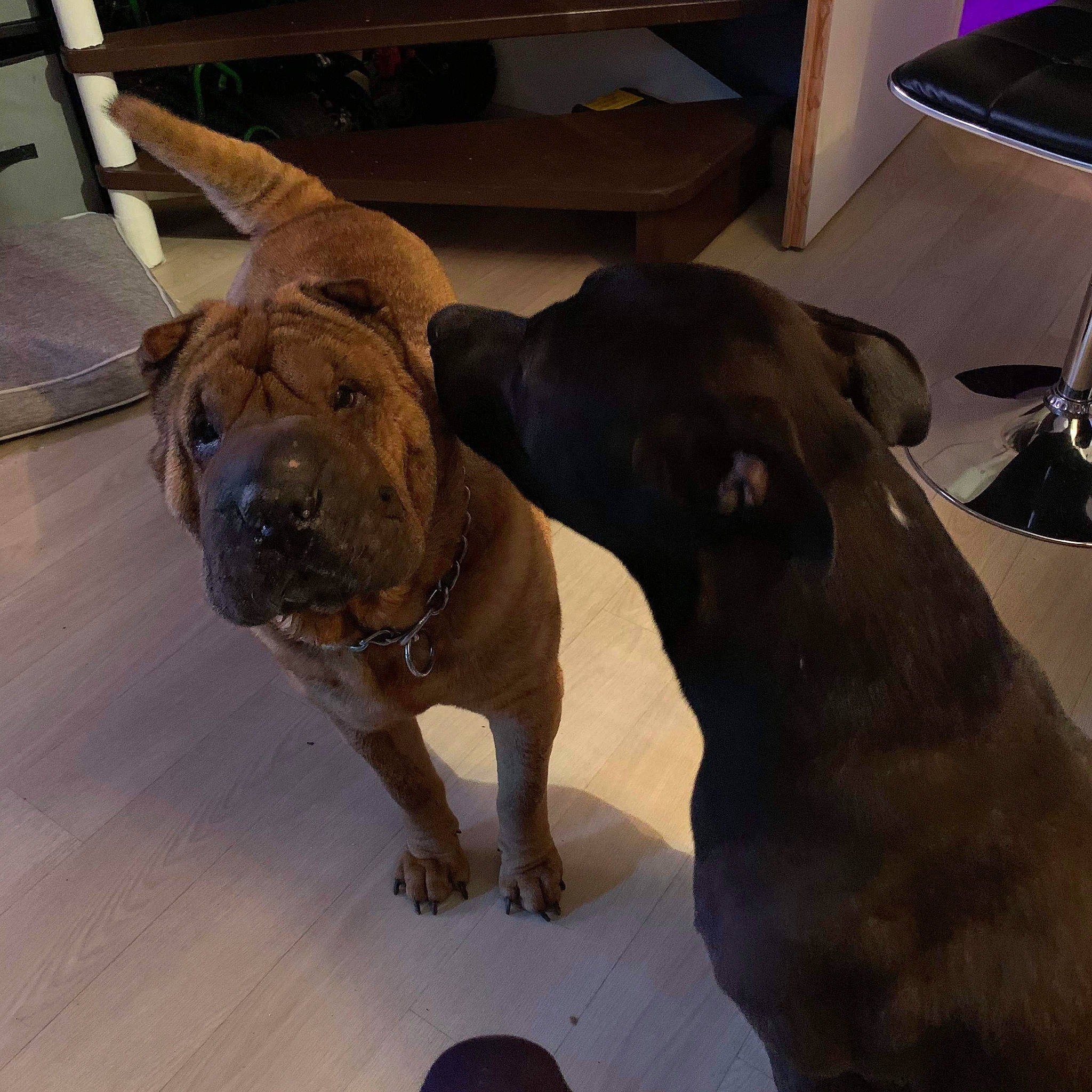 Laly a rejoint le concours — aidez-le/la à gagner de superbes lots ! canidae, carnivore, collar, companion_dog, dog, dog_breed, dog_collar, dog_supply, drum, fawn, floor, idiophone, lamp, liver, old_english_bulldog, pet_supply, snout, sporting_group, working_animal, working_dog