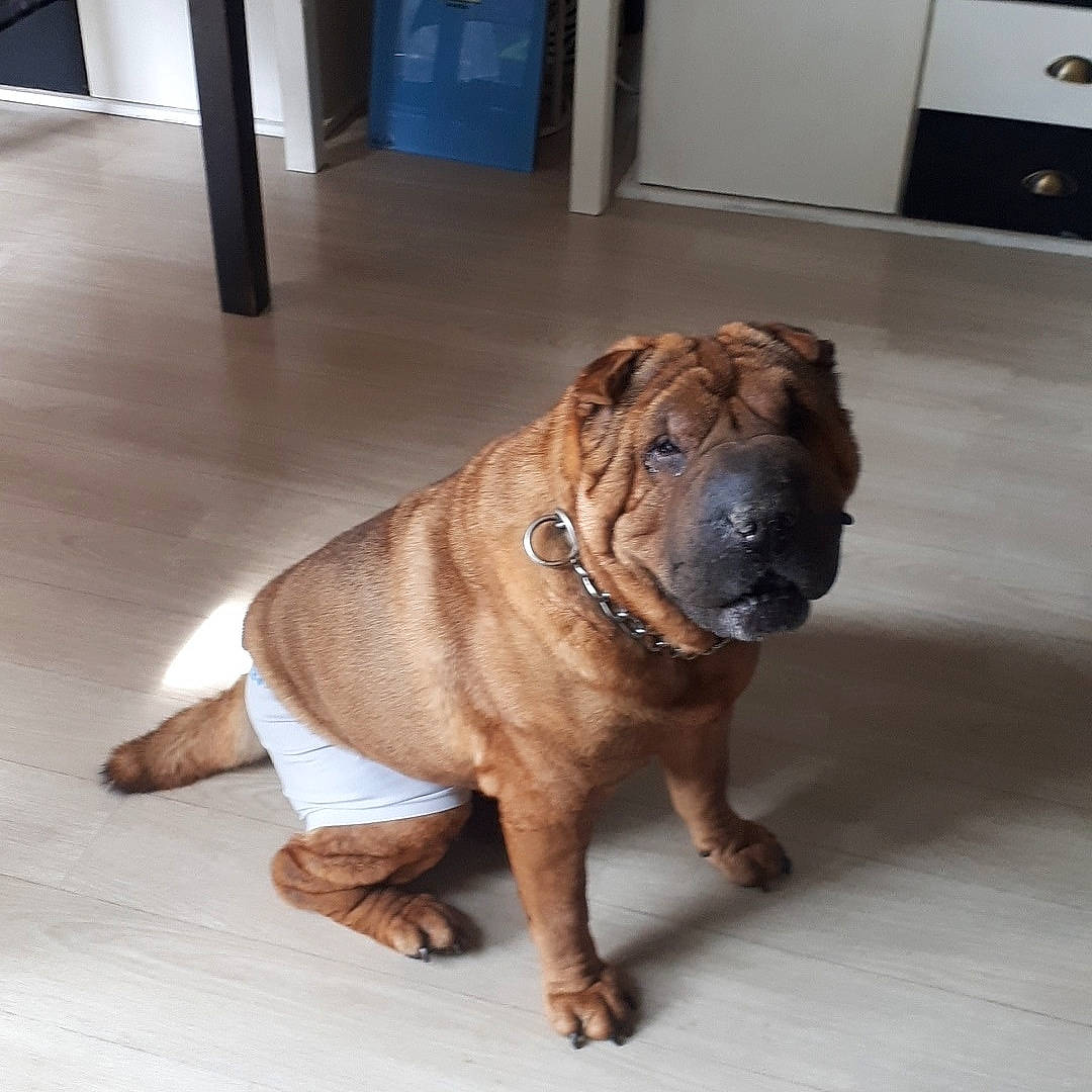 Laly a rejoint le concours — aidez-le/la à gagner de superbes lots ! brown, cabinetry, canidae, carnivore, collar, companion_dog, dog, dog_breed, fawn, floor, flooring, fur, liver, skin, snout, tan, tile, wood_stain, working_animal, wrinkle