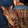 Tigrou participe au concours pour gagner de l'argent avec cette photo : cat, tabby, striped_fur, pet, animal, indoor, chair, blue_chair, feline, whiskers, relaxed, closeup, fur, domestic_cat, resting, paw, eyes, ears, home, cozy