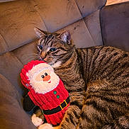 Tigrou a rejoint le concours — aidez-le/la à gagner de superbes lots ! cat, tabby, striped_fur, plush_toy, santa, red, white_paws, chair, indoor, cozy, pet, cute, holiday, christmas, soft, relaxed, feline, toy, animal, cuddly